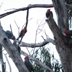 Callocephalon fimbriatum at Hughes, ACT - 7 Nov 2019