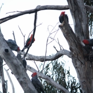 Callocephalon fimbriatum at Hughes, ACT - 7 Nov 2019