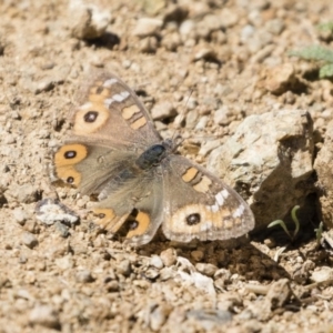 Junonia villida at Michelago, NSW - 30 Sep 2019