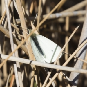 Pieris rapae at Michelago, NSW - 31 Aug 2019 10:01 AM