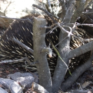 Tachyglossus aculeatus at Michelago, NSW - 7 Sep 2019 01:59 PM