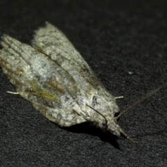 Isotenes miserana (Orange Fruit Borer) at Kambah, ACT - 31 Oct 2019 by Marthijn