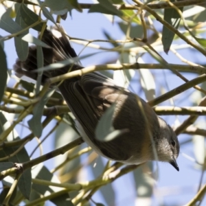 Gerygone fusca at Michelago, NSW - 28 Sep 2019