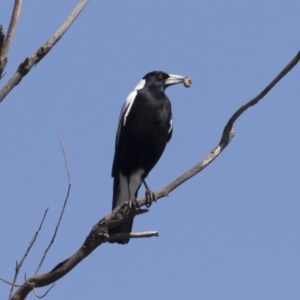 Gymnorhina tibicen at Michelago, NSW - 29 Sep 2019