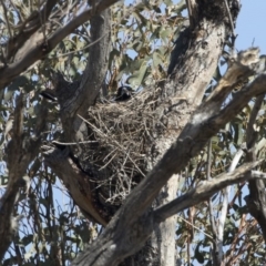 Gymnorhina tibicen at Michelago, NSW - 29 Sep 2019