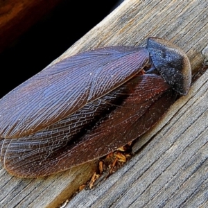 Laxta granicollis at Crooked Corner, NSW - 6 Nov 2019