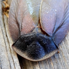 Laxta granicollis at Crooked Corner, NSW - 6 Nov 2019