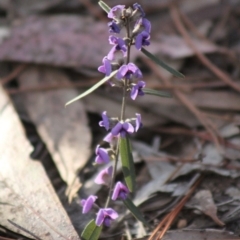 Hovea heterophylla (Common Hovea) at Gundaroo, NSW - 30 Aug 2019 by Gunyijan