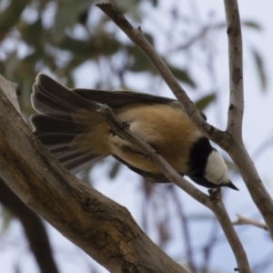 Pachycephala rufiventris at Michelago, NSW - 23 Sep 2019