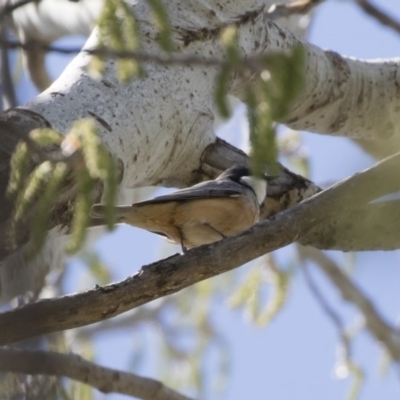 Pachycephala rufiventris (Rufous Whistler) at Michelago, NSW - 30 Sep 2019 by Illilanga