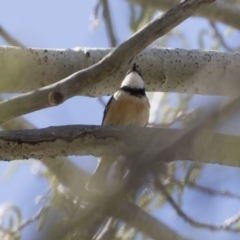 Pachycephala rufiventris at Michelago, NSW - 30 Sep 2019 11:33 AM