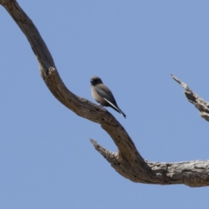 Artamus cyanopterus at Michelago, NSW - 1 Sep 2019 11:36 AM