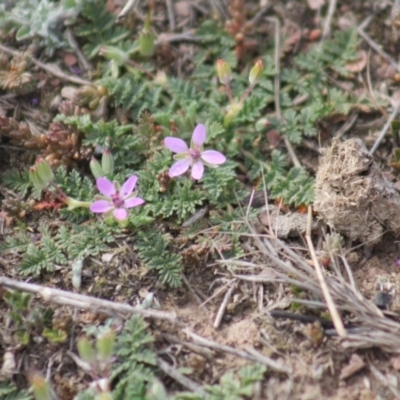 Erodium cicutarium (Common Storksbill, Common Crowfoot) at Gundaroo, NSW - 31 Aug 2019 by Gunyijan