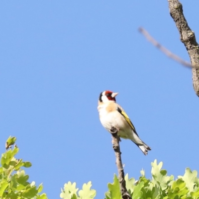 Carduelis carduelis (European Goldfinch) at Campbell, ACT - 4 Nov 2019 by jb2602