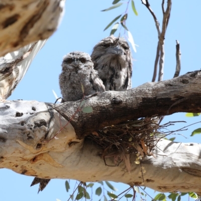 Podargus strigoides (Tawny Frogmouth) at Ainslie, ACT - 5 Nov 2019 by jb2602