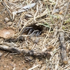 Portacosa cinerea (Grey wolf spider) at Fyshwick, ACT - 3 Nov 2019 by AlisonMilton