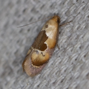 Hoplomorpha camelaea at O'Connor, ACT - 23 Oct 2019