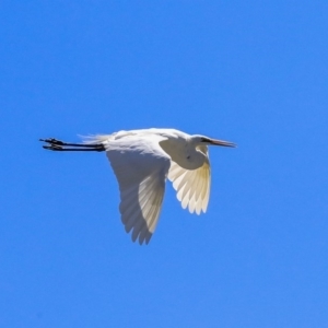 Ardea alba at McKellar, ACT - 22 Oct 2019