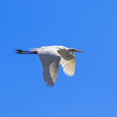 Ardea alba (Great Egret) at McKellar, ACT - 22 Oct 2019 by Alison Milton