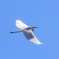 Ardea alba at McKellar, ACT - 22 Oct 2019 12:39 PM