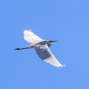 Ardea alba at McKellar, ACT - 22 Oct 2019