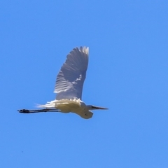 Ardea alba at McKellar, ACT - 22 Oct 2019