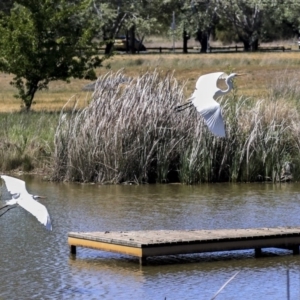 Ardea alba at McKellar, ACT - 22 Oct 2019