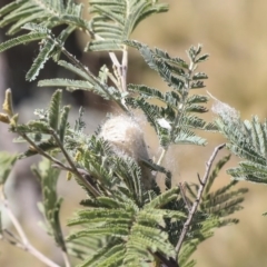 Hortophora transmarina at Hawker, ACT - 2 Oct 2019 by AlisonMilton