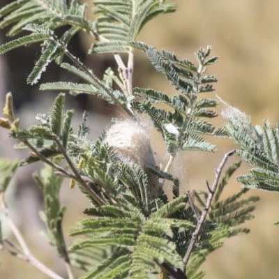 Hortophora transmarina at Hawker, ACT - 1 Oct 2019 by AlisonMilton