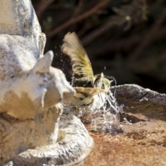 Ptilotula penicillata at Higgins, ACT - 17 Aug 2019