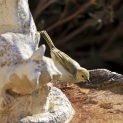 Ptilotula penicillata at Higgins, ACT - 17 Aug 2019 03:31 PM