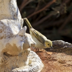 Ptilotula penicillata at Higgins, ACT - 17 Aug 2019