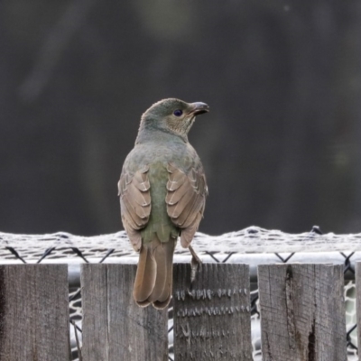 Ptilonorhynchus violaceus (Satin Bowerbird) at Higgins, ACT - 18 Aug 2019 by Alison Milton