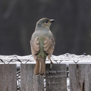 Ptilonorhynchus violaceus at Higgins, ACT - 18 Aug 2019