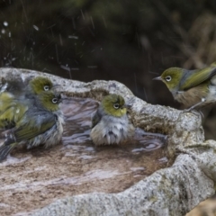 Zosterops lateralis (Silvereye) at Higgins, ACT - 29 Jul 2019 by Alison Milton