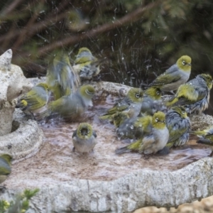 Zosterops lateralis at Higgins, ACT - 29 Jul 2019