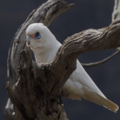 Cacatua sanguinea (Little Corella) at Lanyon - northern section - 26 Oct 2019 by michaelb