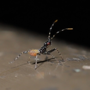 Reduviidae (family) at Acton, ACT - 5 Nov 2019