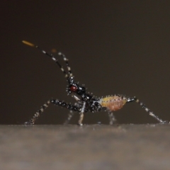 Reduviidae (family) at Acton, ACT - 5 Nov 2019