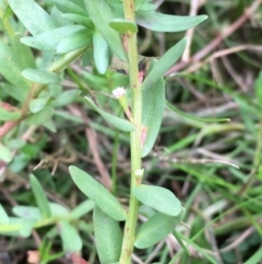 Lythrum hyssopifolia (Small Loosestrife) at Googong Foreshore - 24 Mar 2019 by JaneR