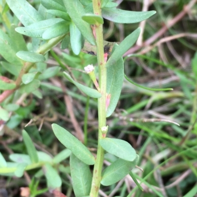 Lythrum hyssopifolia (Small Loosestrife) at Burra, NSW - 24 Mar 2019 by JaneR