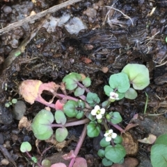 Rorippa nasturtium-aquaticum (Watercress) at Burra, NSW - 24 Mar 2019 by JaneR