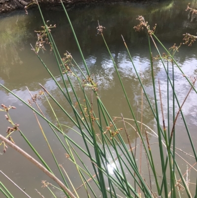 Schoenoplectus tabernaemontani (River Club-rush) at Burra, NSW - 24 Mar 2019 by JaneR