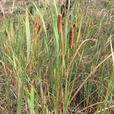 Typha orientalis (Broad-leaved Cumbumgi) at Burra, NSW - 24 Mar 2019 by JaneR