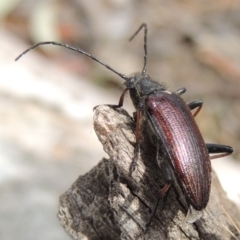 Homotrysis scutellaris (Darkling beetle) at Lanyon - northern section - 2 Nov 2019 by michaelb