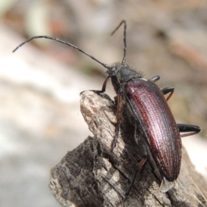 Homotrysis scutellaris at Tuggeranong DC, ACT - 2 Nov 2019