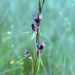 Diuris dendrobioides (Late Mauve Doubletail) at Conder, ACT - 20 Nov 2000 by michaelb
