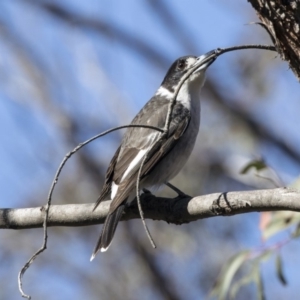 Cracticus torquatus at Bruce, ACT - 13 Aug 2019 11:57 AM