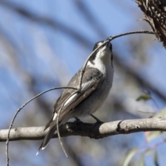 Cracticus torquatus at Bruce, ACT - 13 Aug 2019