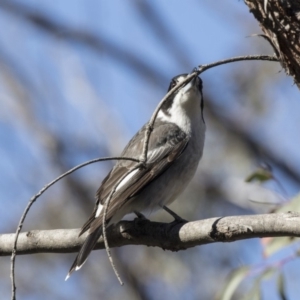 Cracticus torquatus at Bruce, ACT - 13 Aug 2019 11:57 AM